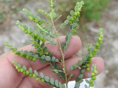 Phyllanthus abnormis, photographed by Sam Kieschnick
