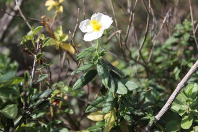 Helianthemum fontanesii, photographed by Dyhia YOUSFI
