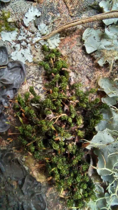 Ptychomitrium crispatum, photographed by kevin koen