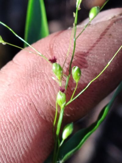 Dichanthelium equilaterale, photographed by Scott Ward