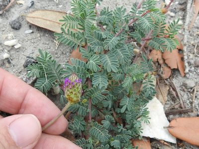 Dalea emarginata, photographed by Sam Kieschnick