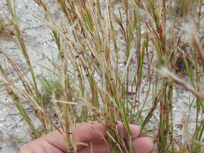 Schizachyrium littorale, photographed by Sam Kieschnick