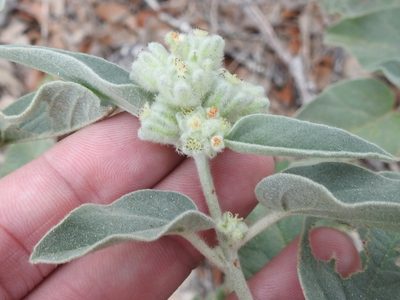 Croton heptalon, photographed by Sam Kieschnick