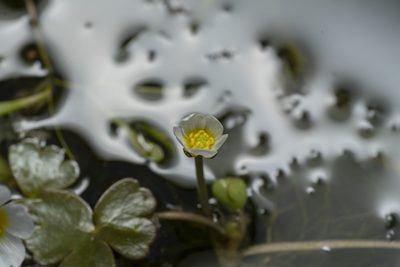 Ranunculus saniculifolius, photographed by Eleftherios Katsillis