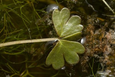 Ranunculus saniculifolius, photographed by Eleftherios Katsillis