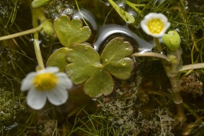 Ranunculus saniculifolius, photographed by Eleftherios Katsillis