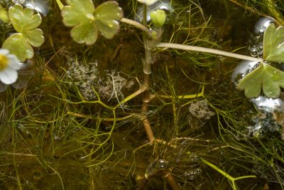 Ranunculus saniculifolius, photographed by Eleftherios Katsillis