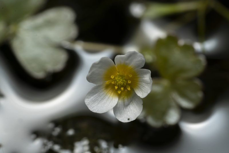Ranunculus saniculifolius, photographed by Eleftherios Katsillis
