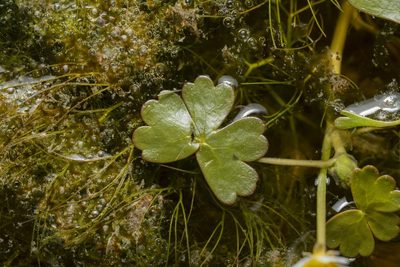 Ranunculus saniculifolius, photographed by Eleftherios Katsillis