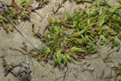 Chlamydophora tridentata, photographed by Eleftherios Katsillis
