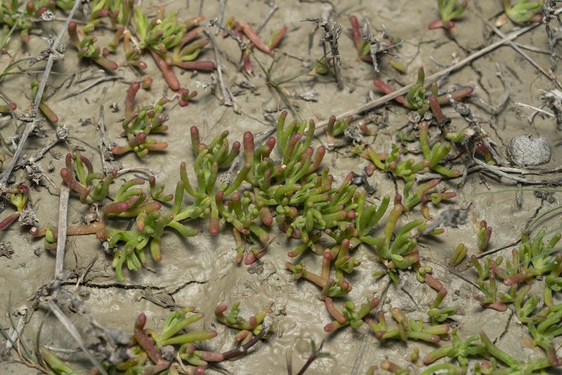 Chlamydophora tridentata, photographed by Eleftherios Katsillis