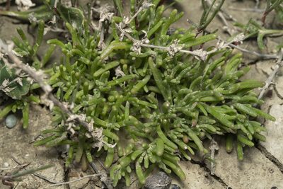 Chlamydophora tridentata, photographed by Eleftherios Katsillis