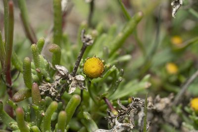 Chlamydophora tridentata, photographed by Eleftherios Katsillis