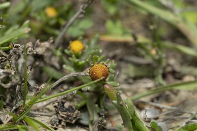 Chlamydophora tridentata, photographed by Eleftherios Katsillis