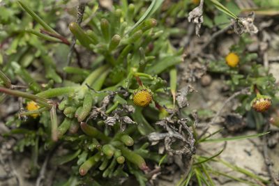 Chlamydophora tridentata, photographed by Eleftherios Katsillis