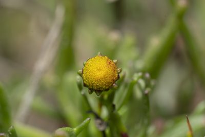 Chlamydophora tridentata, photographed by Eleftherios Katsillis