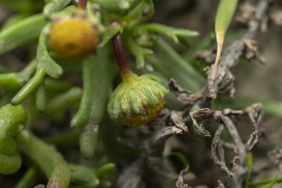 Chlamydophora tridentata, photographed by Eleftherios Katsillis