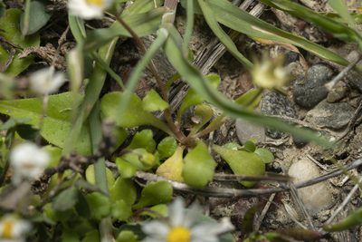 Bellis annua, photographed by Eleftherios Katsillis