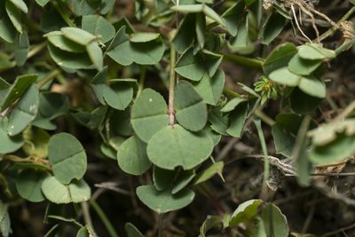 Medicago ciliaris, photographed by Eleftherios Katsillis