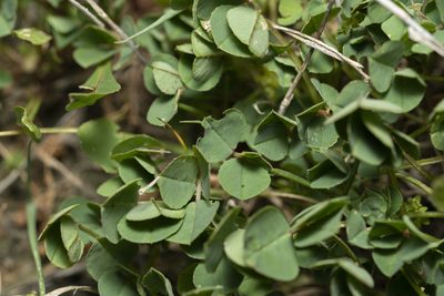 Medicago ciliaris, photographed by Eleftherios Katsillis