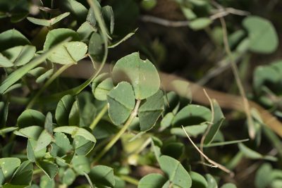 Medicago ciliaris, photographed by Eleftherios Katsillis