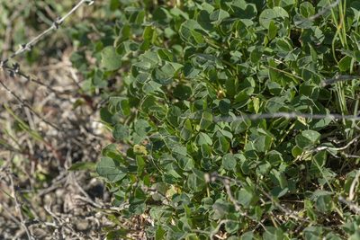 Medicago ciliaris, photographed by Eleftherios Katsillis