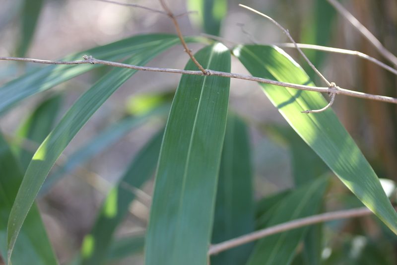 Phyllostachys aureosulcata, photographed by Zachary Dankowicz