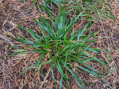 Carex hendersonii, photographed by John A Haskins