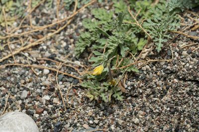 Hypecoum torulosum, photographed by Eleftherios Katsillis