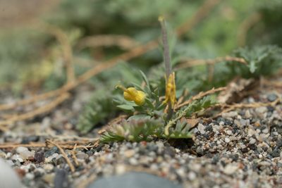 Hypecoum torulosum, photographed by Eleftherios Katsillis