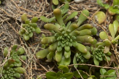 Sedum litoreum, photographed by Eleftherios Katsillis