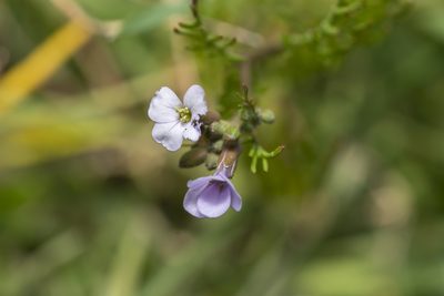 Erucaria hispanica, photographed by Eleftherios Katsillis