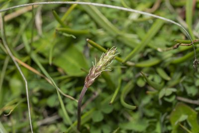 Plantago crassifolia, photographed by Eleftherios Katsillis