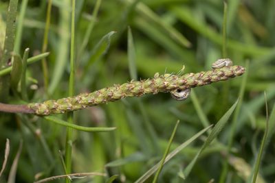 Plantago crassifolia, photographed by Eleftherios Katsillis