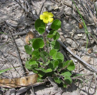Oxalis dichondrifolia, photographed by Todd Boland