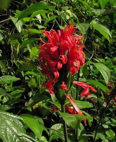 Pachystachys spicata, photographed by Todd Boland