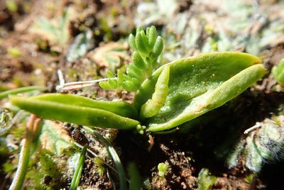 Ophioglossum californicum, photographed by Millie Basden