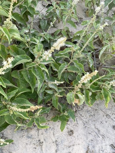 Croton heliotropiifolius, photographed by Tim Hirsch