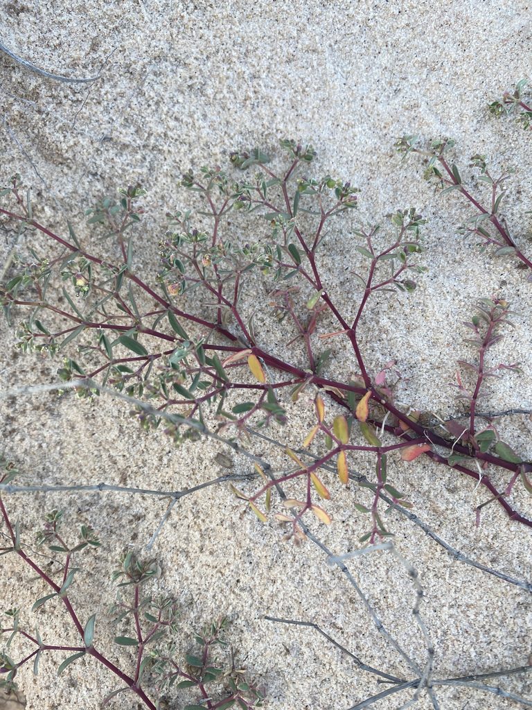 Euphorbia bahiensis, photographed by Tim Hirsch