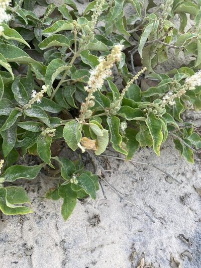 Croton heliotropiifolius, photographed by Tim Hirsch