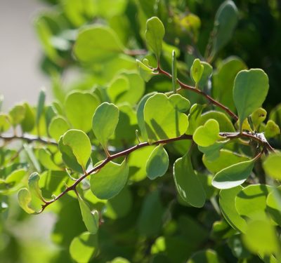Maytenus phyllanthoides, photographed by Bill Levine