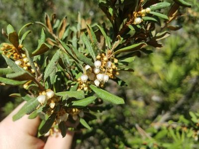 Lyonia ferruginea, photographed by Nash Turley