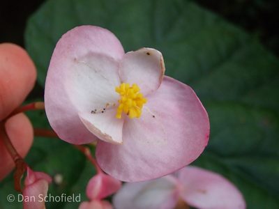 Begonia chitoensis, photographed by Dan Schofield