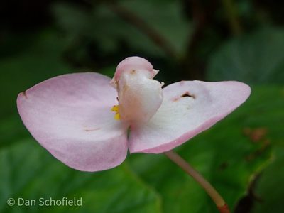 Begonia chitoensis, photographed by Dan Schofield