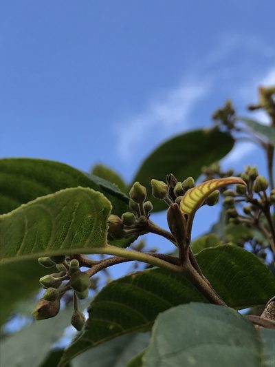 Frangula sphaerosperma, photographed by Nicolás Baresch Uribe