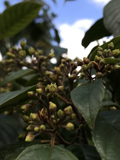 Frangula sphaerosperma, photographed by Nicolás Baresch Uribe
