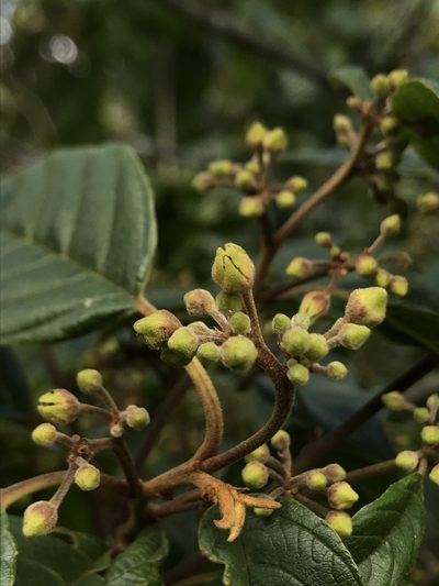 Frangula sphaerosperma, photographed by Nicolás Baresch Uribe