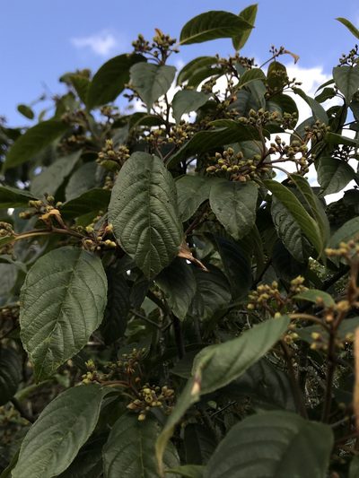 Frangula sphaerosperma, photographed by Nicolás Baresch Uribe