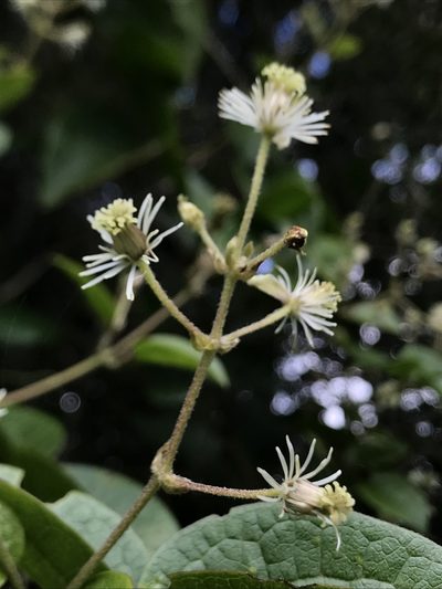 Clematis haenkeana, photographed by Nicolás Baresch Uribe