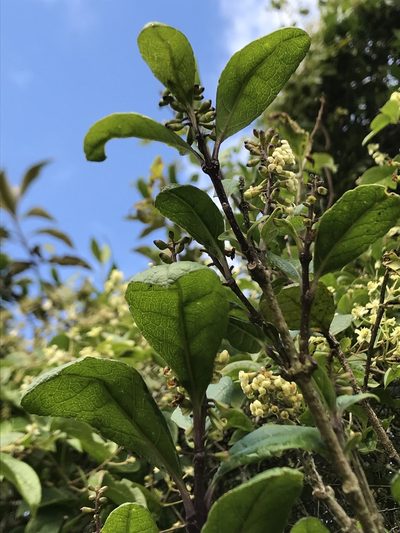 Citharexylum reticulatum, photographed by Nicolás Baresch Uribe